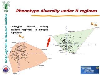 IndianAgriculturalResearchInstitute
Phenotype diversity under N regimes
N60
N120
Genotypes showed varying
adaptive responses to nitrogen
application
 
