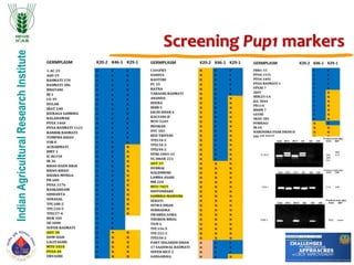 IndianAgriculturalResearchInstitute
Screening Pup1 markers
 