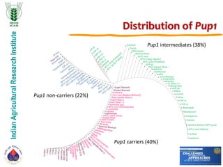 IndianAgriculturalResearchInstitute
Distribution of Pup1
Super Basmati
Basmati370
N22
PB-1
PB1121
PS-2
PS-3
PS-5
Pusa1401
Pusa1460
Taipai309
Kalanamak
MTU 1061( Indra)
Govind
Hazari Dhan
Kesava
Lunishree
MTU 2077 (Krishnaveni)
Narendra 359
Pant Dhan 12
Pant Dhan 4
Pant Sankar dhan-3
PLA 1100 (Badava Mahsuri)
Pothana
Ranbir Basmati
Red Trinaini
Haldimuri
Jhulhat
MTU 1001( Vijetha)
Sambha Mahsuri (BPT5204)
Ananda
Annapurna
Bamleswari
Bhadrakali
CSR 10
CSR 13
Divya
Govind
Heera
HUR 36
Kalinga 463
Kamlesh
Kavya
Mahamaya
Malviya Dhan
MTU 1010
MTU 5249( Vajram)
MTU 5293 (Pratibha)
NDR 97
Pant Sankar Dhan 1
Sadabahar
Samleswari
Sneha
Sona Mahsuri
Vanprabha
Virendra
VL dhan 221
Pup1 non-carriers (22%)
Pup1 carriers (40%)
Pup1 intermediates (38%)
 