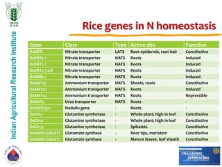 IndianAgriculturalResearchInstitute
Rice genes in N homeostasis
Gene Class Type Active site Function
OsNRT1 Nitrate transporter LATS Root epidermis, root hair Constitutive
OsNRT2.1 Nitrate transporter HATS Roots Induced
OsNRT2.2 Nitrate transporter HATS Roots Induced
OsNRT2.3 a/b Nitrate transporter HATS Roots Induced
OsNAR2.1 Nitrate transporter HATS Roots Induced
OsAMT1;1 Ammonium transporter HATS Shoots, roots Constitutive
OsAMT1;2 Ammonium transporter HATS Roots Induced
OsAMT1;3 Ammonium transporter HATS Roots Repressible
OsDUR3 Urea transporter HATS Roots -
OsENOD93-1 Nodulin gene - Roots -
OsGS1;1 Glutamine synthetase - Whole plant; high in leaf Constitutive
OsGS1;2 Glutamine synthetase - Whole plant; high in leaf Constitutive
OsGS1;3 Glutamine synthetase - Spikelets Constitutive
OsNADH-GOGAT1 Glutamate synthase - Root tips, meristem Constitutive
OsNADH-GOGAT2 Glutamate synthase - Mature leaves, leaf sheath Constitutive
 