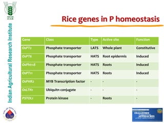 IndianAgriculturalResearchInstitute
Rice genes in P homeostasis
Gene Class Type Active site Function
OsPT2 Phosphate transporter LATS Whole plant Constitutive
OsPT6 Phosphate transporter HATS Root epidermis Induced
OsPht1:8 Phosphate transporter HATS Roots Induced
OsPT11 Phosphate transporter HATS Roots Induced
OsPHR2 MYB Transcription factor - - -
OsLTN1 Ubiquitn conjugate - - -
PSTOL1 Protein kinase - Roots -
 