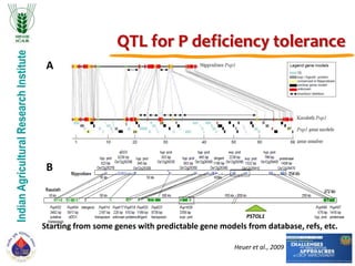 IndianAgriculturalResearchInstitute
QTL for P deficiency tolerance
Heuer et al., 2009
A
B
Starting from some genes with predictable gene models from database, refs, etc.
PSTOL1
 