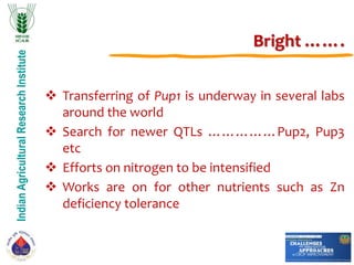 IndianAgriculturalResearchInstitute
Bright …….
 Transferring of Pup1 is underway in several labs
around the world
 Search for newer QTLs ……………Pup2, Pup3
etc
 Efforts on nitrogen to be intensified
 Works are on for other nutrients such as Zn
deficiency tolerance
 