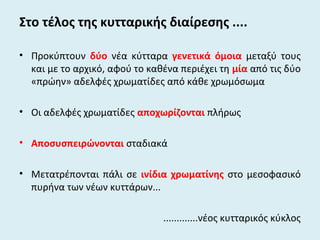 Στο τέλος της κυτταρικής διαίρεσης ....
• Προκύπτουν δύο νέα κύτταρα γενετικά όμοια μεταξύ τους
και με το αρχικό, αφού το καθένα περιέχει τη μία από τις δύο
«πρώην» αδελφές χρωματίδες από κάθε χρωμόσωμα
• Οι αδελφές χρωματίδες αποχωρίζονται πλήρως
• Αποσυσπειρώνονται σταδιακά
• Μετατρέπονται πάλι σε ινίδια χρωματίνης στο μεσοφασικό
πυρήνα των νέων κυττάρων...
.............νέος κυτταρικός κύκλος
 