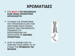 ΧΡΩΜΑΤΙΔΕΣ
 ΣΤΗ ΦΑΣΗ S ΤΗΣ ΜΕΣΟΦΑΣΗΣ
ΚΑΘΕ ΙΝΙΔΙΟ ΧΡΩΜΑΤΙΝΗΣ
ΔΙΠΛΑΣΙΑΖΕΤΑΙ
 ΤΑ ΙΝΙΔΙΑ ΤΗΣ ΧΡΩΜΑΤΙΝΗΣ
ΠΟΥ ΠΡΟΕΡΧΟΝΤΑΙ ΑΠΟ ΤΗΝ
ΑΝΤΙΓΡΑΦΗ ΕΝΟΣ ΑΡΧΙΚΟΥ
ΜΟΡΙΟΥ DNA ΠΑΡΑΜΕΝΟΥΝ
ΕΝΩΜΕΝΑ ΣΤΟ
ΚΕΝΤΡΟΜΕΡΙΔΙΟ ΚΑΙ
ΑΠΟΤΕΛΟΥΝ ΤΙΣ ΑΔΕΛΦΕΣ
ΧΡΩΜΑΤΙΔΕΣ.
 ΑΥΤΗ ΤΗ ΜΟΡΦΗ ΕΧΕΙ ΤΟ
ΓΕΝΕΤΙΚΟ ΥΛΙΚΟ ΜΕΧΡΙ ΤΟ ΤΟ
ΣΤΑΔΙΟ ΤΗΣ ΠΡΟΦΑΣΗΣ ΤΗΣ
ΜΙΤΩΣΗΣ
 