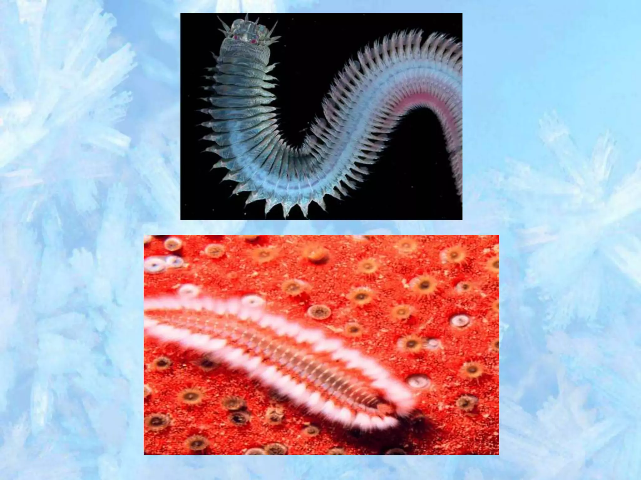 Annelida | PPT