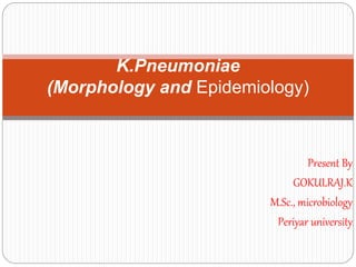 Present By
GOKULRAJ.K
M.Sc., microbiology
Periyar university
K.Pneumoniae
(Morphology and Epidemiology)
 