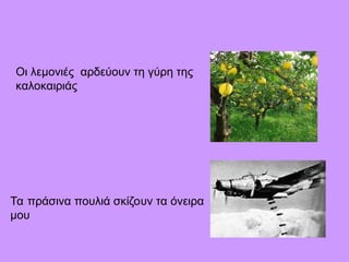 Οι λεμονιές αρδεύουν τη γύρη της
καλοκαιριάς
Τα πράσινα πουλιά σκίζουν τα όνειρα
μου
 