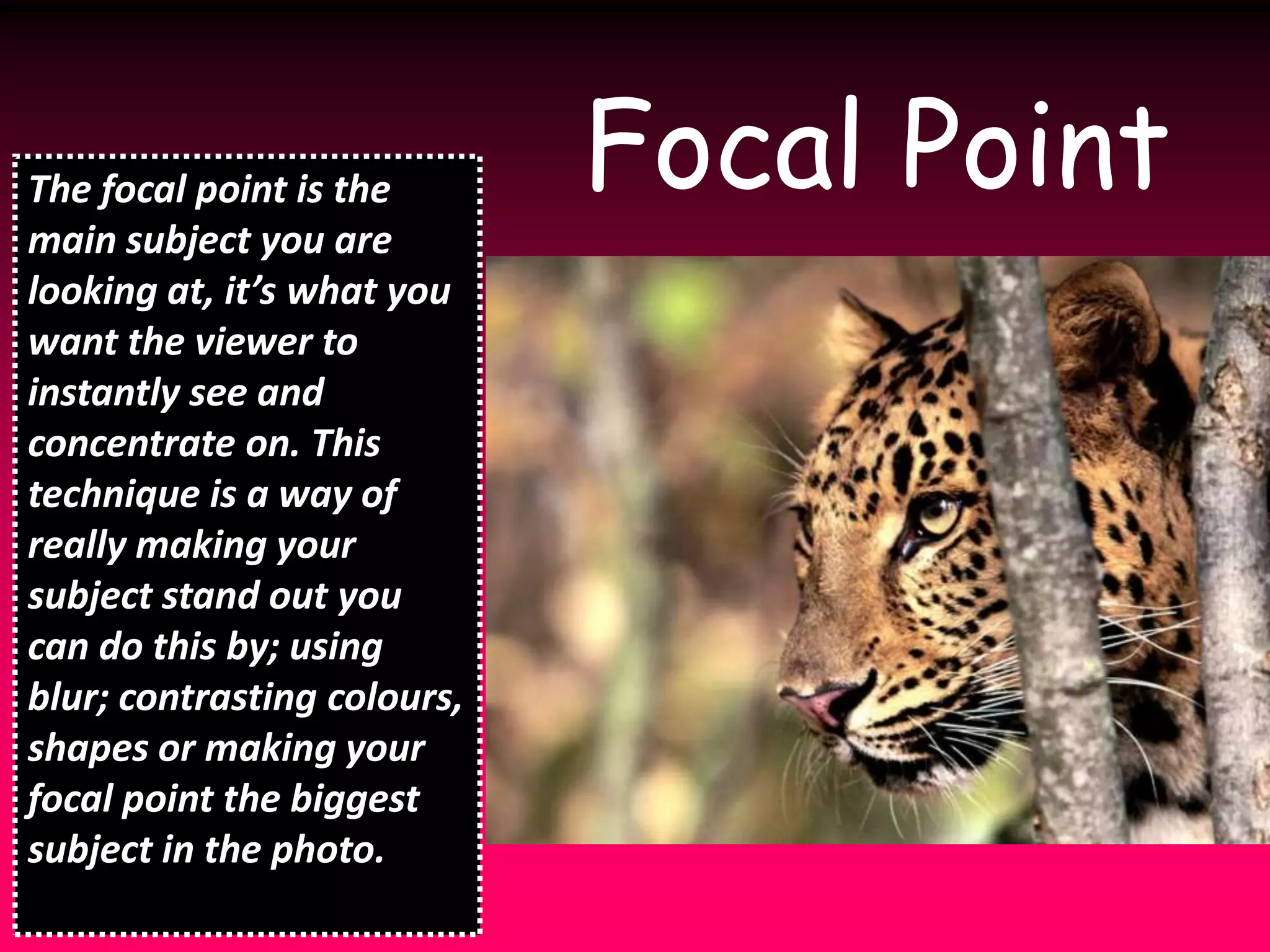 Focal PointThe focal point is the main subject you are looking at, it’s what you  want the viewer to instantly see and concentrate on. This technique is a way of really making your subject stand out you can do this by; using blur; contrasting colours, shapes or making your focal point the biggest subject in the photo.
