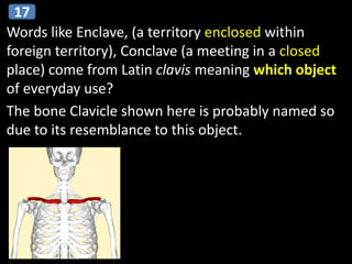 Words like Enclave, (a territory enclosed within
foreign territory), Conclave (a meeting in a closed
place) come from Latin clavis meaning which object
of everyday use?
The bone Clavicle shown here is probably named so
due to its resemblance to this object.
17
 