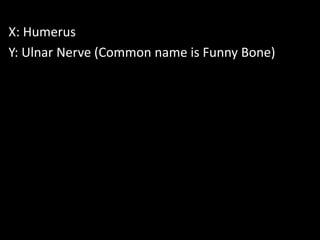 X: Humerus
Y: Ulnar Nerve (Common name is Funny Bone)
 