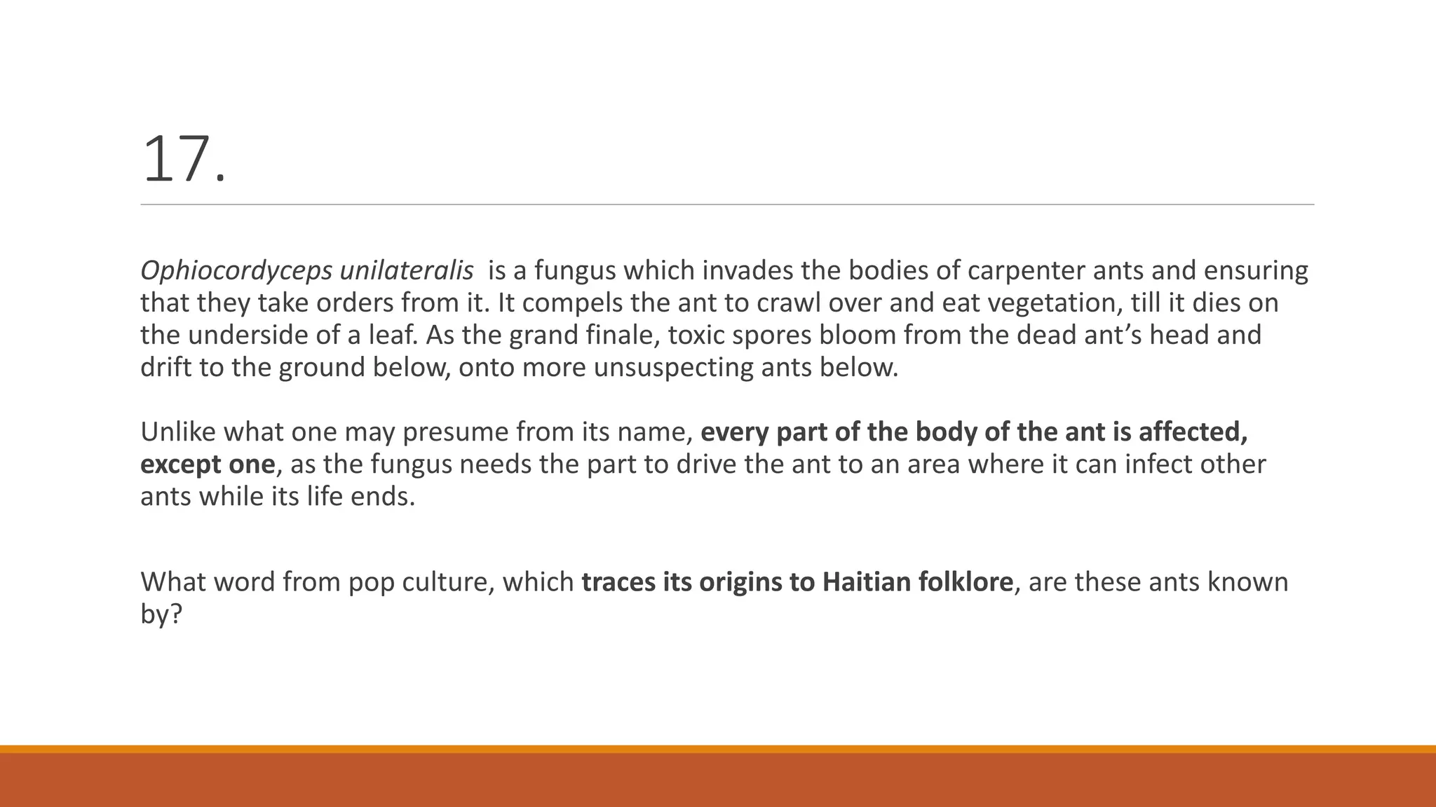 17.
Ophiocordyceps unilateralis is a fungus which invades the bodies of carpenter ants and ensuring
that they take orders from it. It compels the ant to crawl over and eat vegetation, till it dies on
the underside of a leaf. As the grand finale, toxic spores bloom from the dead ant’s head and
drift to the ground below, onto more unsuspecting ants below.
Unlike what one may presume from its name, every part of the body of the ant is affected,
except one, as the fungus needs the part to drive the ant to an area where it can infect other
ants while its life ends.
What word from pop culture, which traces its origins to Haitian folklore, are these ants known
by?
 