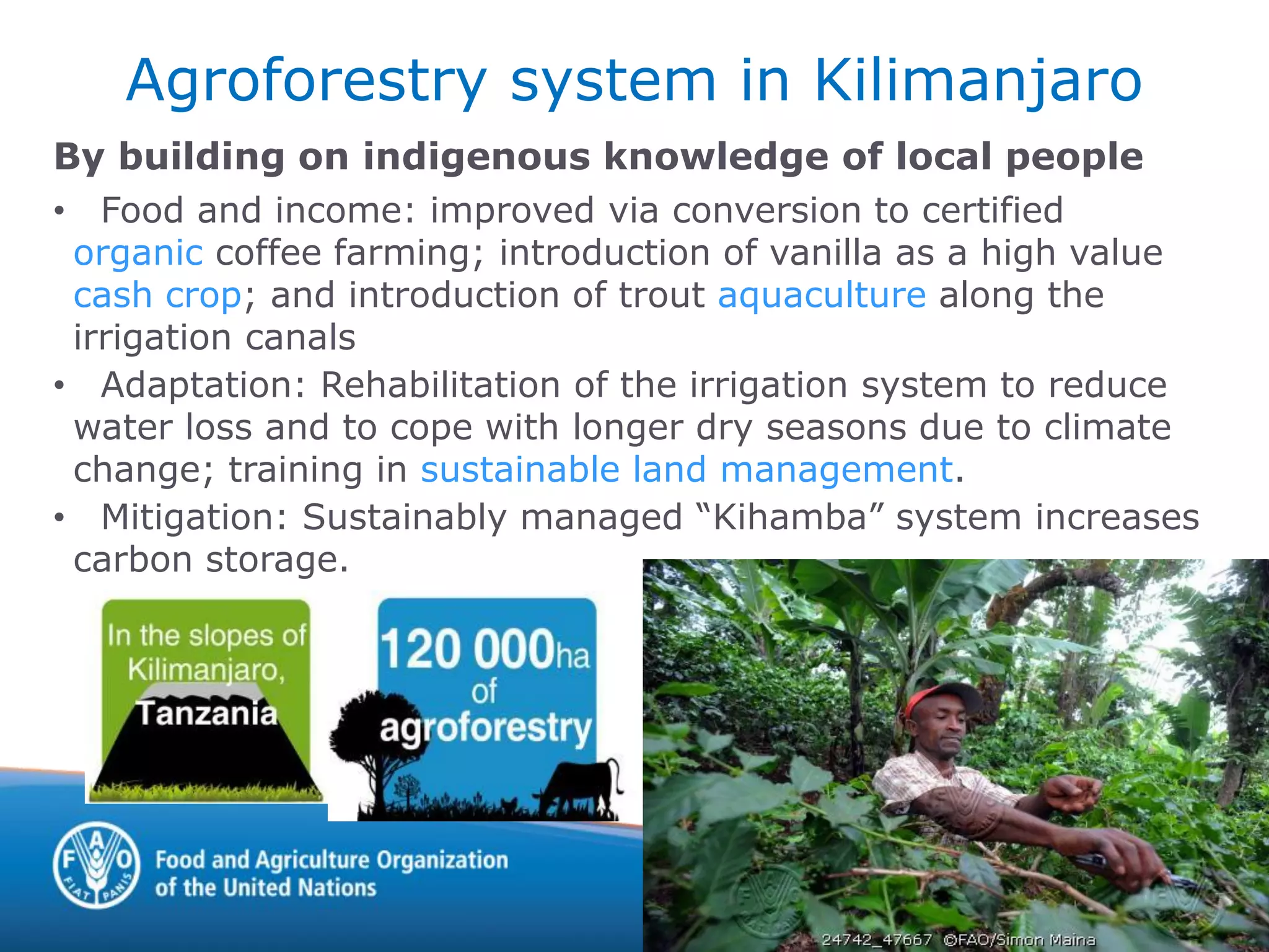 Agroforestry system in Kilimanjaro
By building on indigenous knowledge of local people
• Food and income: improved via conversion to certified
organic coffee farming; introduction of vanilla as a high value
cash crop; and introduction of trout aquaculture along the
irrigation canals
• Adaptation: Rehabilitation of the irrigation system to reduce
water loss and to cope with longer dry seasons due to climate
change; training in sustainable land management.
• Mitigation: Sustainably managed “Kihamba” system increases
carbon storage.
 
