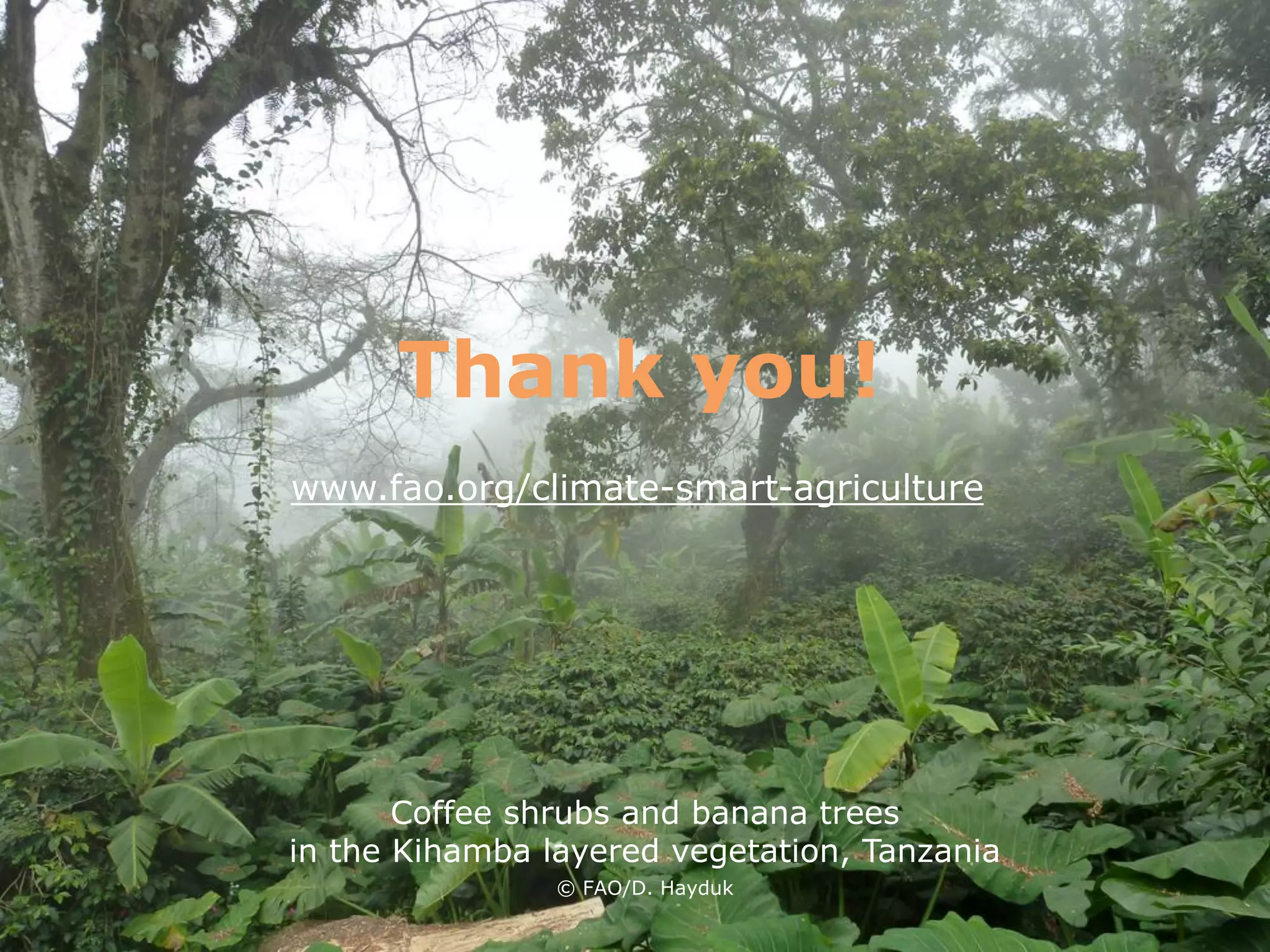 Coffee shrubs and banana trees
in the Kihamba layered vegetation, Tanzania
© FAO/D. Hayduk
Thank you!
www.fao.org/climate-smart-agriculture
 