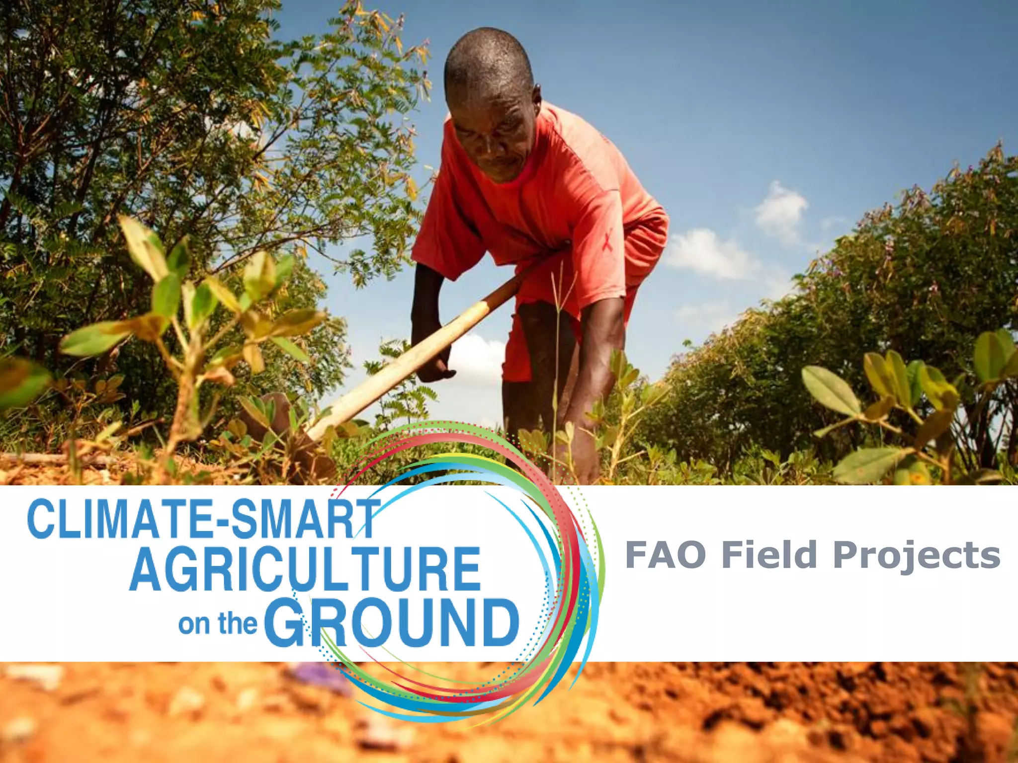 FAO Field Projects
 