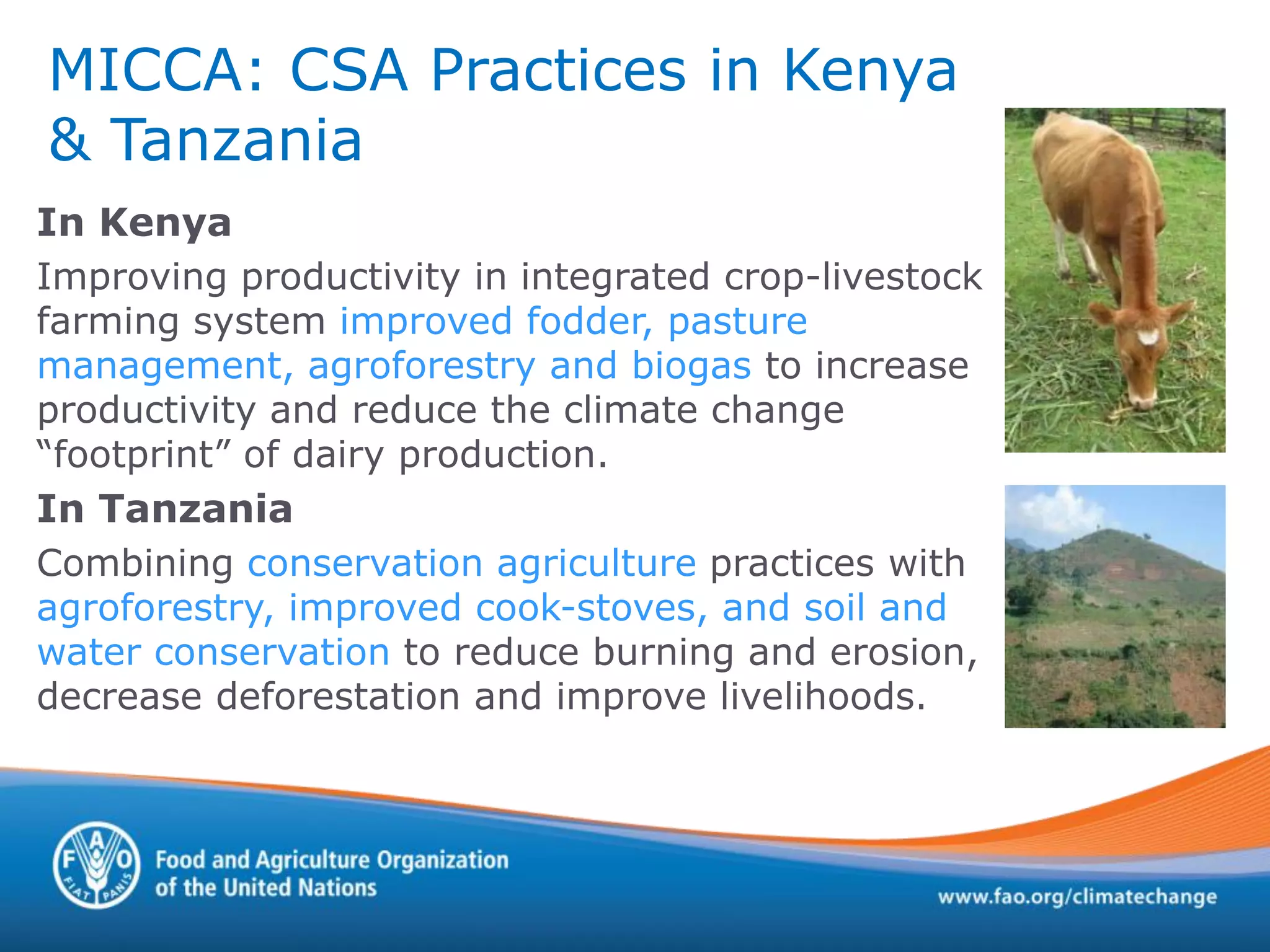 In Kenya
Improving productivity in integrated crop-livestock
farming system improved fodder, pasture
management, agroforestry and biogas to increase
productivity and reduce the climate change
“footprint” of dairy production.
In Tanzania
Combining conservation agriculture practices with
agroforestry, improved cook-stoves, and soil and
water conservation to reduce burning and erosion,
decrease deforestation and improve livelihoods.
MICCA: CSA Practices in Kenya
& Tanzania
 