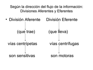Según la dirección del flujo de la información: Divisiones Aferentes y Eferentes División Aferente   División Eferente (que trae)   (que lleva) vías centrípetas   vías centrífugas son sensitivas   son motoras 
