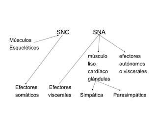 SNC   SNA Músculos Esqueléticos   músculo  efectores liso autónomos cardíaco o viscerales glándulas Efectores  Efectores somáticos   viscerales  Simpática  Parasimpática 