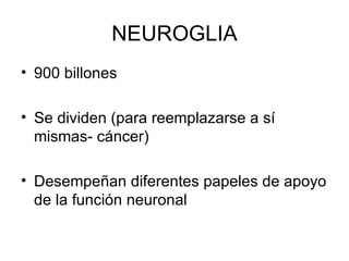 NEUROGLIA 900 billones Se dividen (para reemplazarse a sí mismas- cáncer) Desempeñan diferentes papeles de apoyo de la función neuronal 