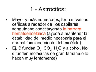 1.- Astrocitos: Mayor y más numerosos, forman vainas ceñidas alrededor de  los capilares sanguíneos constituyendo  la barrera hematoencefálica  (ayuda a mantener la estabilidad del medio necesaria para el normal funcionamiento del encéfalo)  Ej. Difunden O 2 , CO 2 , H 2 O y alcohol. No difunden moléculas de gran tamaño o lo hacen muy lentamente) 