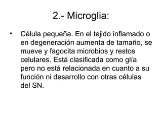 2.- Microglia: Célula pequeña. En el tejido inflamado o en degeneración aumenta de tamaño, se mueve y fagocita microbios y restos celulares. Está clasificada como glía pero no está relacionada en cuanto a su función ni desarrollo con otras células del SN. 