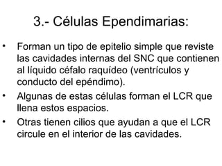 3.- Células Ependimarias: Forman un tipo de epitelio simple que reviste las cavidades internas del SNC que contienen al líquido céfalo raquídeo (ventrículos y conducto del epéndimo).  Algunas de estas células forman el LCR que llena estos espacios.  Otras tienen cilios que ayudan a que el LCR circule en el interior de las cavidades. 