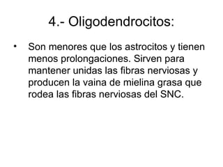 4.- Oligodendrocitos: Son menores que los astrocitos y tienen menos prolongaciones. Sirven para mantener unidas las fibras nerviosas y  producen la vaina de mielina grasa que rodea las fibras nerviosas del SNC.  