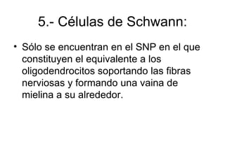 5.- Células de Schwann: Sólo se encuentran en el SNP en el que constituyen el equivalente a los oligodendrocitos soportando las fibras nerviosas y formando una vaina de mielina a su alrededor.  