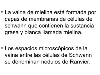 La vaina de mielina está formada por capas de membranas de células de schwann que contienen la sustancia grasa y blanca llamada mielina.  Los espacios microscópicos de la vaina entre las células de Schwann se denominan nódulos de Ranvier.  