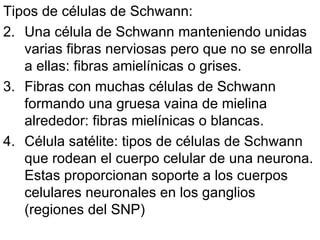 Tipos de células de Schwann: Una célula de Schwann manteniendo unidas varias fibras nerviosas pero que no se enrolla a ellas: fibras amielínicas o grises.  Fibras con muchas células de Schwann  formando una gruesa vaina de mielina alrededor: fibras mielínicas o blancas.  Célula satélite: tipos de células de Schwann que rodean el cuerpo celular de una neurona. Estas proporcionan soporte a los cuerpos celulares neuronales en los ganglios (regiones del SNP)  