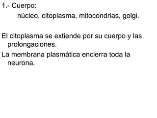 1.- Cuerpo:  núcleo, citoplasma, mitocondrias, golgi. El citoplasma se extiende por su cuerpo y las prolongaciones.  La membrana plasmática encierra toda la neurona.  