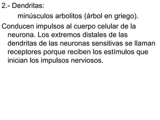 2.- Dendritas:  minúsculos arbolitos (árbol en griego).  Conducen impulsos al cuerpo celular de la neurona. Los extremos distales de las dendritas de las neuronas sensitivas se llaman receptores porque reciben los estímulos que inician los impulsos nerviosos.  
