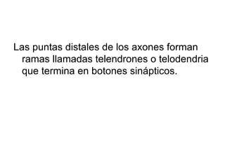 Las puntas distales de los axones forman ramas llamadas telendrones o telodendria que termina en botones sinápticos.  