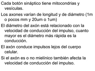 Cada botón sináptico tiene mitocondrias y vesículas.  Los axones varían de longitud y de diámetro (1m o pocos mm y 20um o 1um)  El diámetro del axón está relacionado con la velocidad de conducción del impulso, cuanto mayor es el diámetro más rápida es la conducción.  El axón conduce impulsos lejos del cuerpo celular.  Si el axón es o no mielínico también afecta la velocidad de conducción del impulso. 