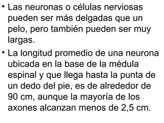 Las neuronas o células nerviosas pueden ser más delgadas que un pelo, pero también pueden ser muy largas.  La longitud promedio de una neurona ubicada en la base de la médula espinal y que llega hasta la punta de un dedo del pie, es de alrededor de 90 cm, aunque la mayoría de los axones alcanzan menos de 2,5 cm.  