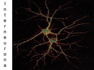 Interneurona 