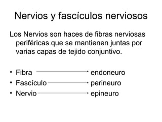 Nervios y fascículos nerviosos Los Nervios son haces de fibras nerviosas periféricas que se mantienen juntas por varias capas de tejido conjuntivo. Fibra endoneuro  Fascículo perineuro Nervio epineuro 