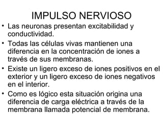 IMPULSO NERVIOSO Las neuronas presentan excitabilidad y conductividad. Todas las células vivas mantienen una diferencia en la concentración de iones a través de sus membranas.  Existe un ligero exceso de iones positivos en el exterior y un ligero exceso de iones negativos en el interior.  Como es lógico esta situación origina una diferencia de carga eléctrica a través de la membrana llamada potencial de membrana. 