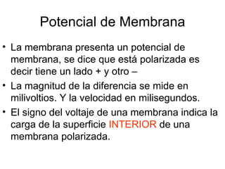 Potencial de Membrana La membrana presenta un potencial de membrana, se dice que está polarizada es decir tiene un lado + y otro –  La magnitud de la diferencia se mide en milivoltios. Y la velocidad en milisegundos. El signo del voltaje de una membrana indica la carga de la superficie  INTERIOR  de una membrana polarizada.  