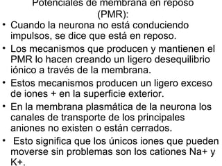 Potenciales de membrana en reposo (PMR): Cuando la neurona no está conduciendo impulsos, se dice que está en reposo.  Los mecanismos que producen y mantienen el PMR lo hacen creando un ligero desequilibrio iónico a través de la membrana.  Estos mecanismos producen un ligero exceso de iones + en la superficie exterior.  En la membrana plasmática de la neurona los canales de transporte de los principales aniones no existen o están cerrados. Esto significa que los únicos iones que pueden moverse sin problemas son los cationes Na+ y K+.  