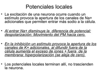 Potenciales locales La excitación de una neurona ocurre cuando un estímulo provoca la apertura de los canales de Na+ adicionales que permiten entrar más sodio a la célula.  Al entrar Na+ disminuye la  diferencia de potencial: despolarización: Movimiento del PM hacia cero. En la inhibición un estímulo provoca la apertura de los canales de K+ adicionales, al difundir fuera de la célula aumenta el exceso de iones + fuera  de la membrana: hiperpolarización (se aleja de cero). Los potenciales locales terminan allí, no trascienden la neurona. 