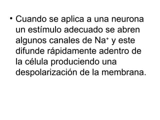 Cuando se aplica a una neurona un estímulo adecuado se abren algunos canales de Na +  y este difunde rápidamente adentro de la célula produciendo una despolarización de la membrana. 