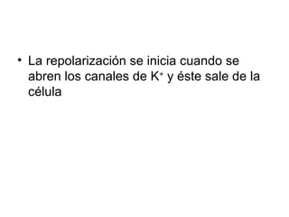 La repolarización se inicia cuando se abren los canales de K +  y éste sale de la célula 
