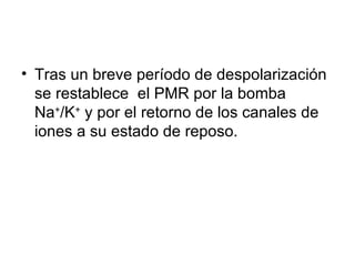 Tras un breve período de despolarización se restablece  el PMR por la bomba Na + /K +  y por el retorno de los canales de iones a su estado de reposo. 