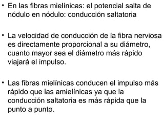 En las fibras mielínicas: el potencial salta de nódulo en nódulo: conducción saltatoria La velocidad de conducción de la fibra nerviosa es directamente proporcional a su diámetro, cuanto mayor sea el diámetro más rápido viajará el impulso. Las fibras mielínicas conducen el impulso más rápido que las amielínicas ya que la conducción saltatoria es más rápida que la punto a punto. 
