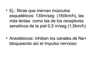 Ej.: fibras que inervan músculos esqueléticos: 130m/seg  (160km/h), las más lentas  como las de los receptores sensitivos de la piel 0,5 m/seg (1,5km/h) Anestésicos: inhiben los canales de Na+ bloqueando así el impulso nervioso 
