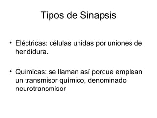 Tipos de Sinapsis Eléctricas: células unidas por uniones de hendidura. Químicas: se llaman así porque emplean un transmisor químico, denominado neurotransmisor 