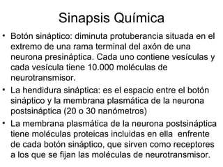 Sinapsis Química Botón sináptico: diminuta protuberancia situada en el extremo de una rama terminal del axón de una neurona presináptica. Cada uno contiene vesículas y cada vesícula tiene 10.000 moléculas de neurotransmisor. La hendidura sináptica: es el espacio entre el botón sináptico y la membrana plasmática de la neurona postsináptica (20 o 30 nanómetros) La membrana plasmática de la neurona postsináptica tiene moléculas proteicas incluidas en ella  enfrente de cada botón sináptico, que sirven como receptores a los que se fijan las moléculas de neurotransmisor.   