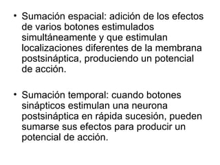 Sumación espacial: adición de los efectos de varios botones estimulados simultáneamente y que estimulan localizaciones diferentes de la membrana postsináptica, produciendo un potencial de acción. Sumación temporal: cuando botones sinápticos estimulan una neurona postsináptica en rápida sucesión, pueden sumarse sus efectos para producir un potencial de acción. 
