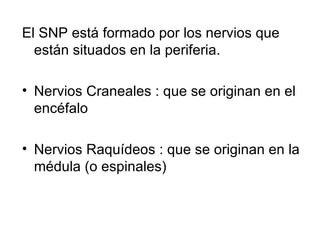 El SNP está formado por los nervios que están situados en la periferia.  Nervios Craneales : que se originan en el encéfalo Nervios Raquídeos : que se originan en la médula (o espinales) 
